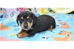 Claire - puppy for sale