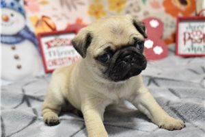Dante - Pug for sale