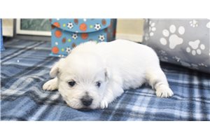 Molly - West Highland White Terrier - Westie for sale