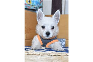 Garth - West Highland White Terrier - Westie for sale