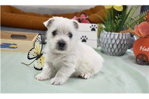 Keegen - Westie for sale