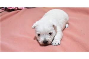 Charity - West Highland White Terrier - Westie for sale
