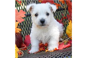 Kingston - West Highland White Terrier - Westie for sale