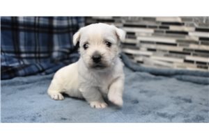 Scarlett - West Highland White Terrier - Westie for sale