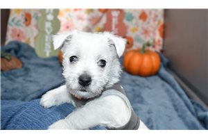 Cooper - puppy for sale