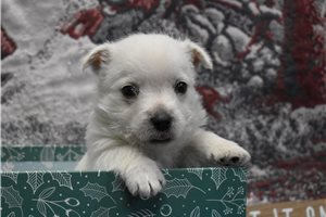 Adam - West Highland White Terrier - Westie for sale