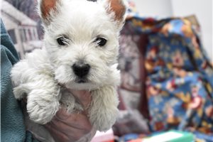 Sadie - West Highland White Terrier - Westie for sale