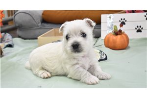 Keegen - West Highland White Terrier - Westie for sale