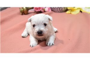 Jensen - West Highland White Terrier - Westie for sale