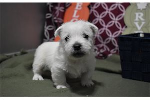 Grant - puppy for sale