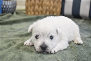 Sadie - West Highland White Terrier - Westie for sale