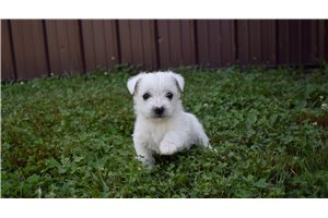 Sebastian - West Highland White Terrier - Westie for sale