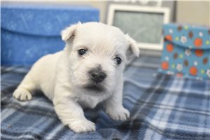 Baxter - West Highland White Terrier - Westie for sale