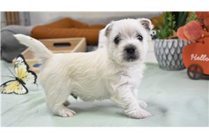 Keegen - West Highland White Terrier - Westie for sale