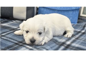 Jackson - West Highland White Terrier - Westie for sale