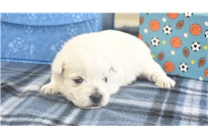 Molly - West Highland White Terrier - Westie for sale