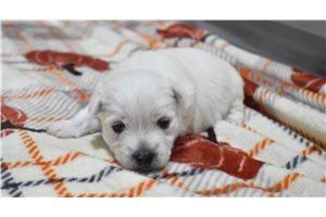 Keegen - Westie for sale