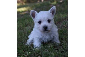 Sarah - West Highland White Terrier - Westie for sale