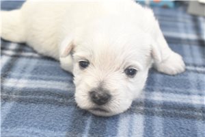 Jackson - West Highland White Terrier - Westie for sale