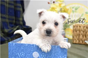 Charity - West Highland White Terrier - Westie for sale