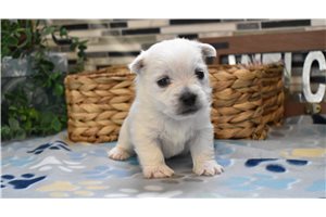 Rider - West Highland White Terrier - Westie for sale