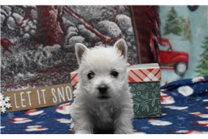 Krystal - West Highland White Terrier - Westie for sale
