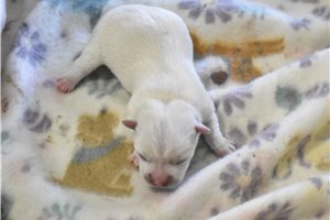 Keegen - West Highland White Terrier - Westie for sale