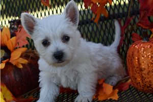 Mavis - West Highland White Terrier - Westie for sale