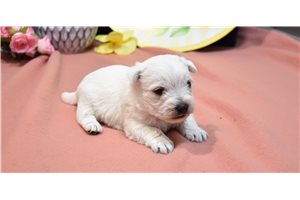 Jensen - West Highland White Terrier - Westie for sale