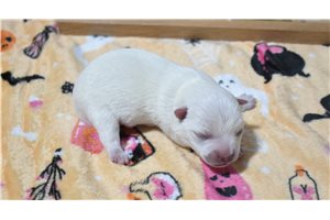 mason - West Highland White Terrier - Westie for sale