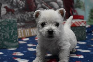 Molly - West Highland White Terrier - Westie for sale