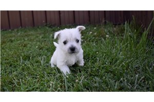 Violet - West Highland White Terrier - Westie for sale