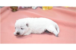 Khloe - West Highland White Terrier - Westie for sale