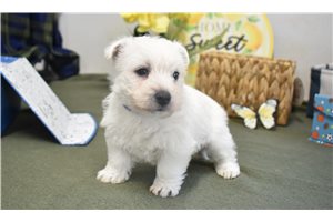 Jensen - West Highland White Terrier - Westie for sale