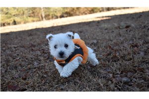 Jade - West Highland White Terrier - Westie for sale