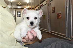 Silvester - West Highland White Terrier - Westie for sale