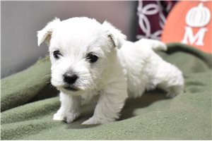 Misty - puppy for sale