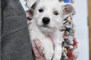 Carter - West Highland White Terrier - Westie for sale