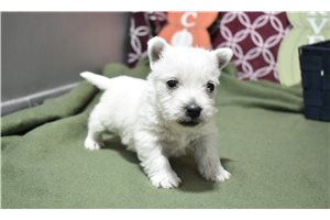 Faith - puppy for sale