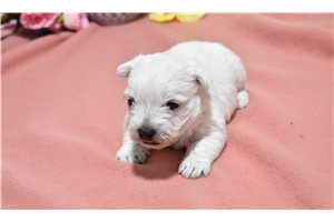 Charity - puppy for sale