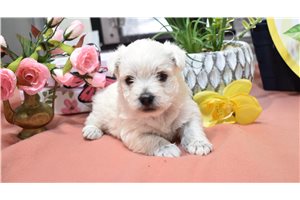 Kinsley - West Highland White Terrier - Westie for sale