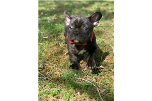 Pierson - Frenchton for sale