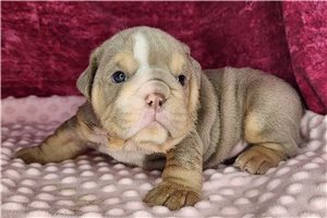 Maple, a Bulldog placed with a Pawrade family