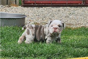 Butterscotch, a Bulldog placed with a Pawrade family
