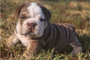 Owen - puppy for sale