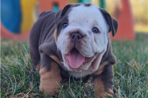 Olivia - English Bulldog for sale