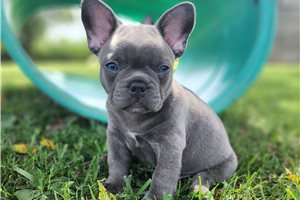 Bagel - puppy for sale