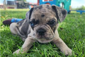 Norton - puppy for sale