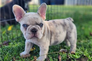 Nike - puppy for sale