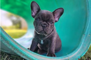 Muffin - puppy for sale